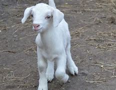 Kambing Melahirkan Kembar Belajar Bermain Dengan Anak Anaknya